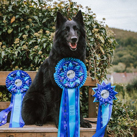 feliz_auszeichnung_450