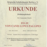 Feliz von Canis Lupus Pallipes